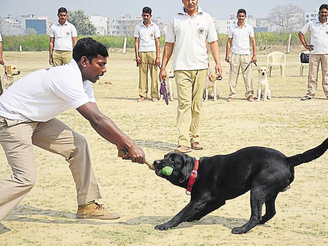 The NDRF has 28 search and rescue specialists, including Don, a black labrador retriever. (Sakib Ali/HT Photo) The NDRF has 28 search and rescue specialists, including Don, a black labrador retriever. (Sakib Ali/HT Photo)