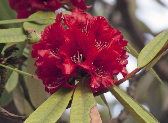 Rhododendron flowers appear in clusters. The black spots on the inside are clearly visible. (Ashwini Bhatia)