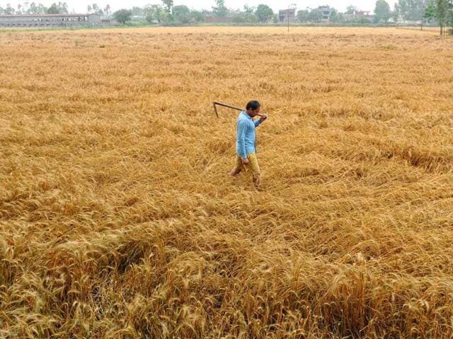 The government has predicted that food-grain output will rise by roughly one million tons. (HT Photo) The government has predicted that food-grain output will rise by roughly one million tons. (HT Photo)