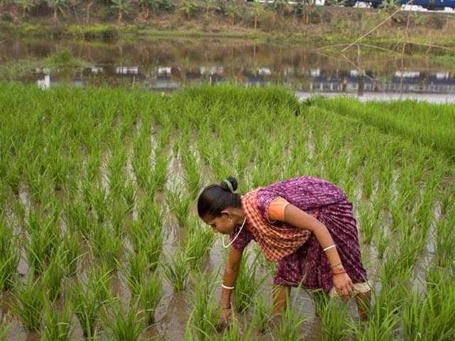 The budget’s main focus is on irrigation, considered Indian agriculture’s Achilles’ heel. (AP file photo) The budget’s main focus is on irrigation, considered Indian agriculture’s Achilles’ heel. (AP file photo)