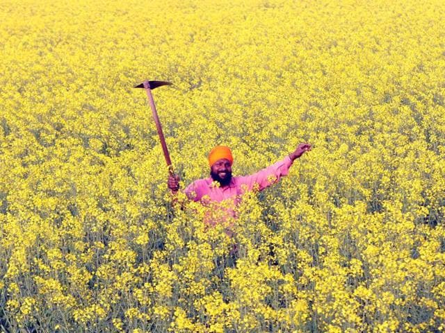 A farmer walks through his mustard field on Basant Panchami in Patiala. Union budget 2016 will bring cheer to farmers with its rural focus.(Bharat Bhushan/ HT photo)