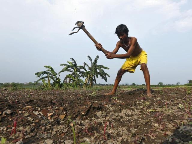 Much is being made out of the thrust on agriculture and rural areas in Budget 2016. (REUTERS) Much is being made out of the thrust on agriculture and rural areas in Budget 2016. (REUTERS)