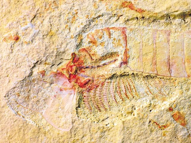 The 520 million-year-old fossilised nervous system which was discovered by an international team of researchers. (University of Cambridge) The 520 million-year-old fossilised nervous system which was discovered by an international team of researchers. (University of Cambridge)