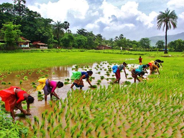 Even if farm GDP grows at the current targeted level of 4%, achieving a 100% increase in farmers’ income (or double) is impossible. For this, farm GDP actually has to grow at 15% annually for the next five years. (HT Flie Photo) Even if farm GDP grows at the current targeted level of 4%, achieving a 100% increase in farmers’ income (or double) is impossible. For this, farm GDP actually has to grow at 15% annually for the next five years. (HT Flie Photo)