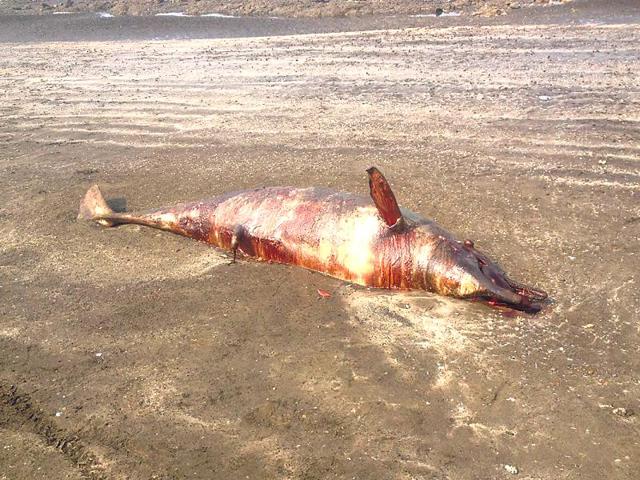 A 10-foot-long dolphin was found on Wednesday morning at Bhuigaon beach in Vasai.(HT Photo)