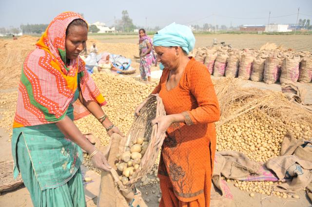 Woman farmers packing their yield at a farm near Jalandhar on Thursday. (Bharat Bhushan/HT )