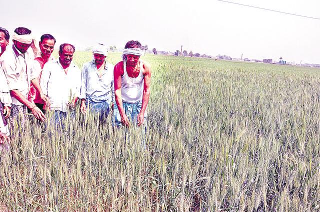 Sultanpur villagers working in the fields, the land which was earmarked for holding railways function from where PM Narendra Modi was to launch a number of railway projects. (HT Photo) Sultanpur villagers working in the fields, the land which was earmarked for holding railways function from where PM Narendra Modi was to launch a number of railway projects. (HT Photo)