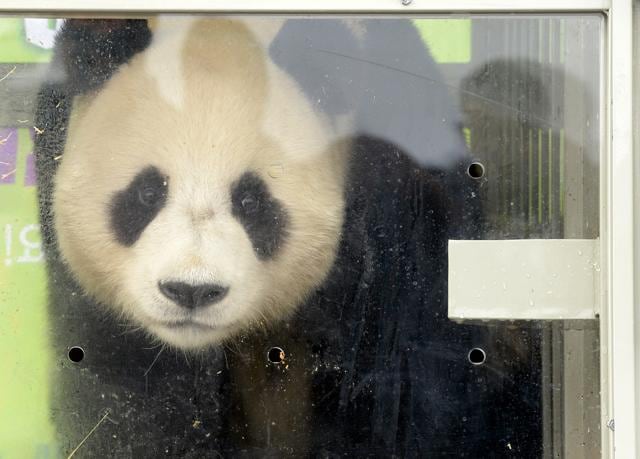 A panda named Lebao, which means pleasant treasure, is seen during a welcoming ceremony. (REUTERS) A panda named Lebao, which means pleasant treasure, is seen during a welcoming ceremony. (REUTERS)