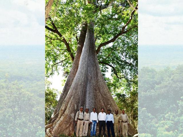 This Semal tree in the Nandhaur Wildlife Reserve in Uttarakhand, could be one of the most massive trees ever discovered.(HT Photo)