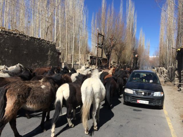 Mules blocking traffic in Ladakh. (Manjula Narayan)