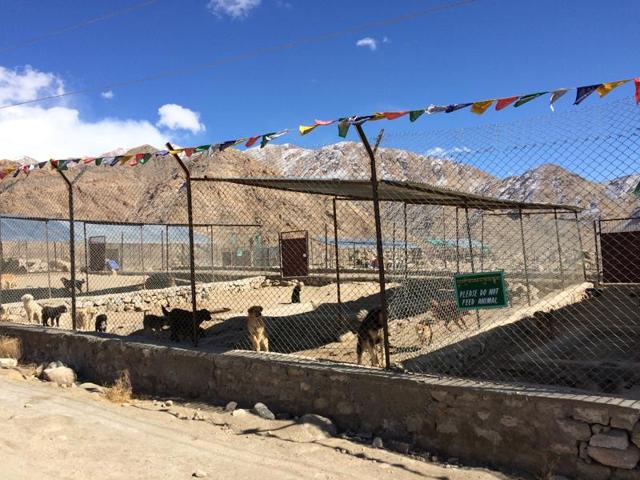 The animal shelter that sprawls over 40 acres in Nang, Ladakh, is run by the Young Drukpa Association (Manjula Narayan / HT Photo) 