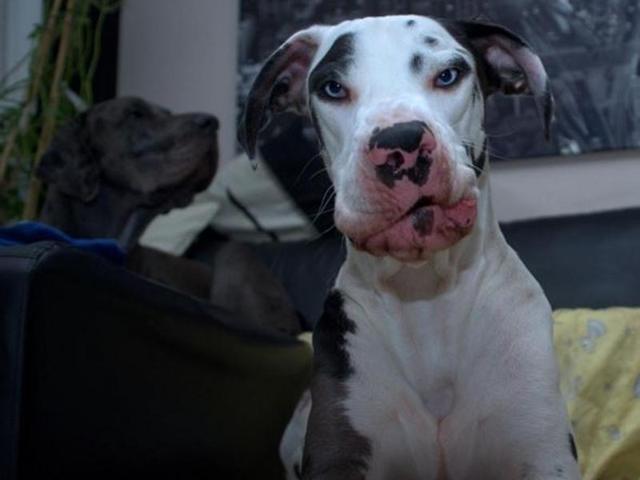 This is Mutka! Krista Aalto, from Piikkiö in Finland, spent weeks capturing a series of images of her 18-month-old dog Mutka pulling bizarre faces. (Instagram) This is Mutka! Krista Aalto, from Piikkiö in Finland, spent weeks capturing a series of images of her 18-month-old dog Mutka pulling bizarre faces. (Instagram)
