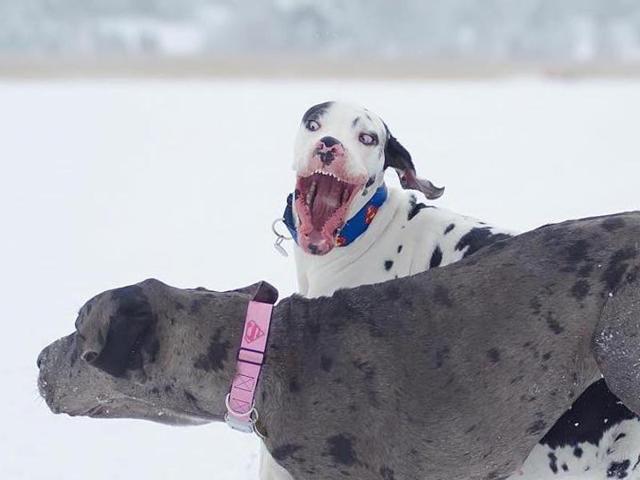 The harlequin Great Dane lives with 29-year-old Krista and his half-sister Luna - who Krista says is much more serious. (Instagram) The harlequin Great Dane lives with 29-year-old Krista and his half-sister Luna - who Krista says is much more serious. (Instagram)