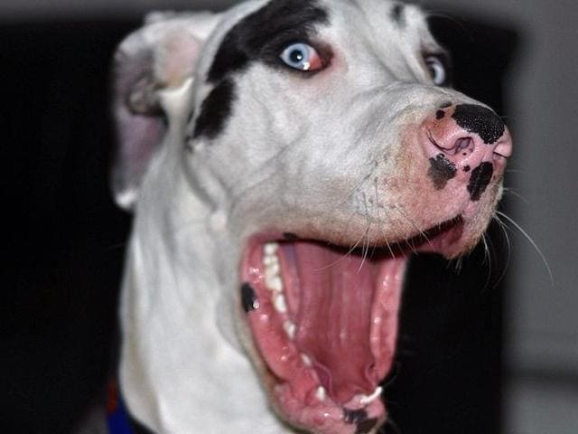 They include one of the giant animal licking his own eyeballs or making his eyeballs pop out and another of him sucking his own bottom lip. (Instagram) They include one of the giant animal licking his own eyeballs or making his eyeballs pop out and another of him sucking his own bottom lip. (Instagram)