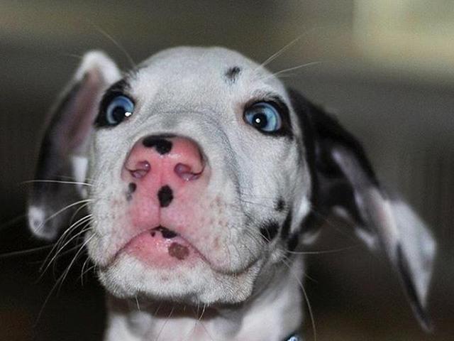 Mukta has been making funny faces ever since he was a puppy. (Instagram) Mukta has been making funny faces ever since he was a puppy. (Instagram)