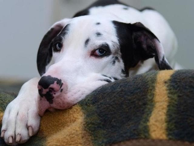 “Even though he is a huge derp, he is able to be pretty handsome, too,” Aalto added. (Instagram) “Even though he is a huge derp, he is able to be pretty handsome, too,” Aalto added. (Instagram)