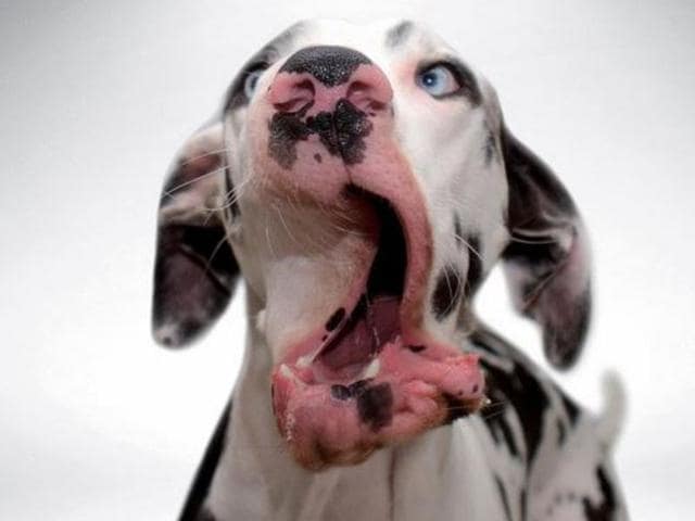 “He loves everyone and everything, and he’s probably the happiest dog I have ever owned,” Mutka’s owner Krista Aalto, who’s from Finland, told The Dodo. “He is always in a good mood!” (Instagram) “He loves everyone and everything, and he’s probably the happiest dog I have ever owned,” Mutka’s owner Krista Aalto, who’s from Finland, told The Dodo. “He is always in a good mood!” (Instagram)