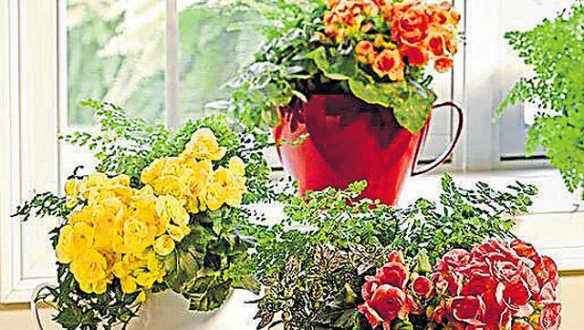 Tea Cup Planters (Pinterest/ Gardener’s Supply Company)