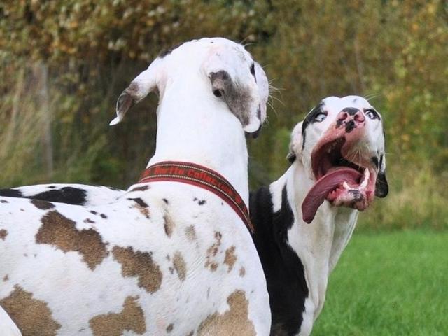 Sometimes Mutka uses his funny faces to distract other dogs during playtime, like in this photo. (Instagram) Sometimes Mutka uses his funny faces to distract other dogs during playtime, like in this photo. (Instagram)
