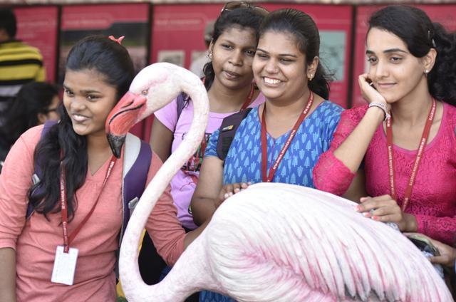 Visitors at the annual Flamingo Festival got a chance to see more flamingos at the Sewri Jetty on Saturday. (Anshuman Poyrekar/HT photo)
