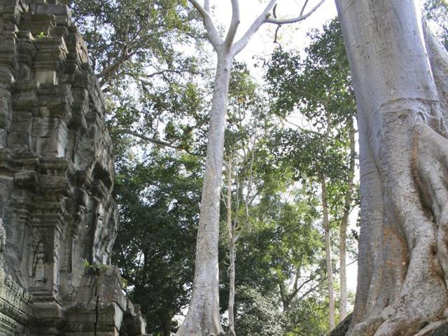 The Temple of Ta Prohm has been left as discovered by the French explorer Henri Mouhot in 1860 (Photos by Rama Arya) The Temple of Ta Prohm has been left as discovered by the French explorer Henri Mouhot in 1860 (Photos by Rama Arya)