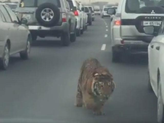 Footage including a 20-second video on YouTube and Twitter showed the big cat running through lanes of heavy traffic, apparently trying to find a way off the congested road. (YouTube/Sankar Mantha) Footage including a 20-second video on YouTube and Twitter showed the big cat running through lanes of heavy traffic, apparently trying to find a way off the congested road. (YouTube/Sankar Mantha)