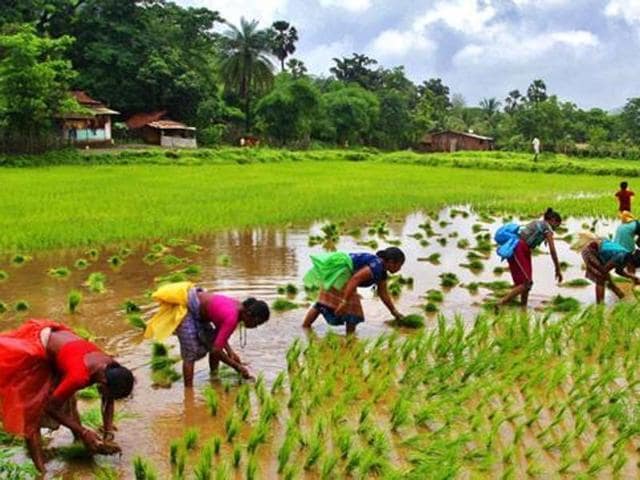 Uttarakhand’s agricultural sector has not improved despite 15 years worth of state budgetary allocations.(Sanjeev Verma/ HT Photo) Uttarakhand’s agricultural sector has not improved despite 15 years worth of state budgetary allocations.(Sanjeev Verma/ HT Photo)