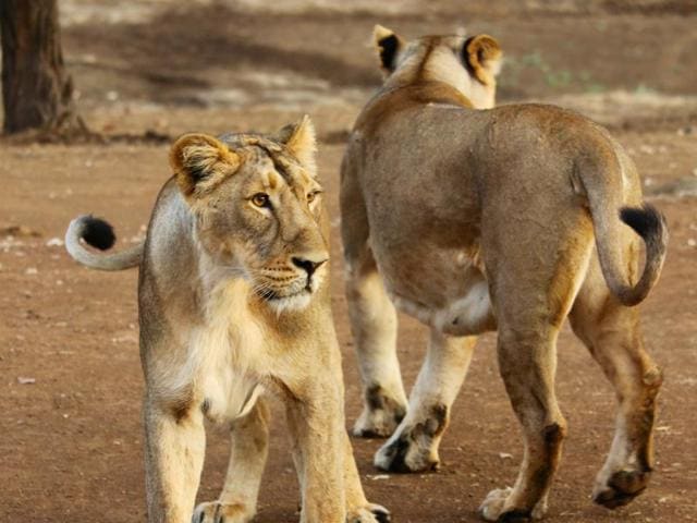 Representative image of the “Land of the Lions” project to be inaugurated at London Zoo next week. (ZSL) Representative image of the “Land of the Lions” project to be inaugurated at London Zoo next week. (ZSL)