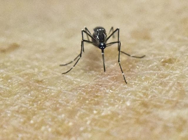 A researcher looking at Aedes aegypti mosquitoes kept in a container at a lab of the Institute of Biomedical Sciences of the Sao Paulo University in Sao Paulo, Brazil. (AFP File Photo) A researcher looking at Aedes aegypti mosquitoes kept in a container at a lab of the Institute of Biomedical Sciences of the Sao Paulo University in Sao Paulo, Brazil. (AFP File Photo)