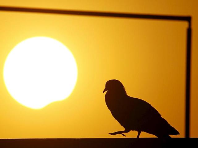 A pigeon is silhouetted as the sun goes into a partial solar eclipse in Kathmandu. (Reuters)