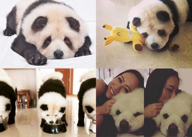 Chow Chow pandas have become internet sensations (instagram/pandachowchows) Chow Chow pandas have become internet sensations (instagram/pandachowchows)