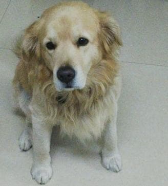 Simba is a 4-year-old Golden Retriever looking for a bride. (Courtesy: Dogshaadi.com) Simba is a 4-year-old Golden Retriever looking for a bride. (Courtesy: Dogshaadi.com)