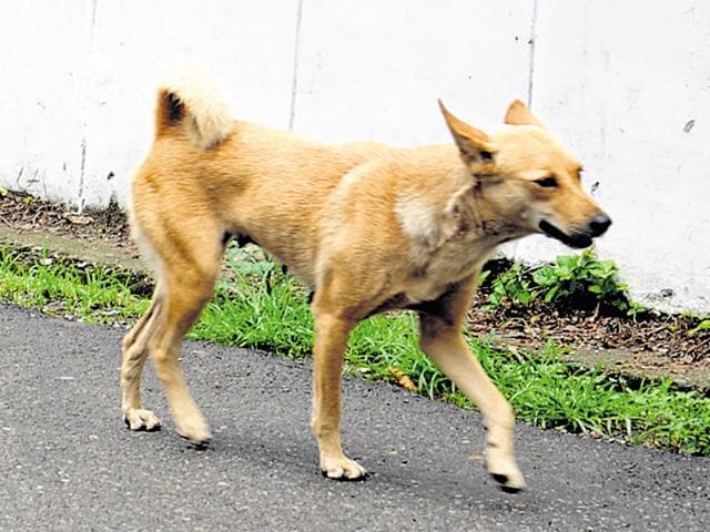 As per law, if the local authority thinks it expedient to control street dog population, it can sterilise and immunise street dogs, with the participation of animal welfare organisations, private individuals and the local authority.(Santosh Kumar/HT Photo)