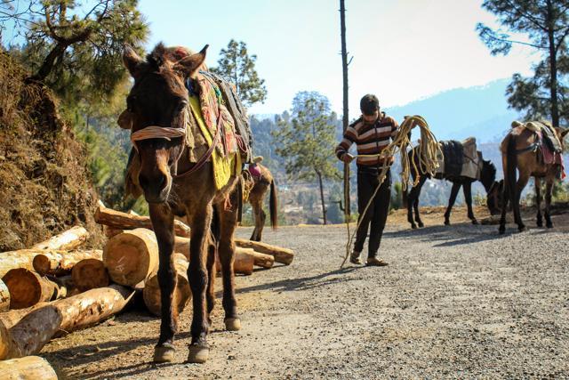 Kausani’s people are a happy lot, uncorrupted by competition and the mad rush so characteristic of cities. (Hindustan Times) Kausani’s people are a happy lot, uncorrupted by competition and the mad rush so characteristic of cities. (Hindustan Times)