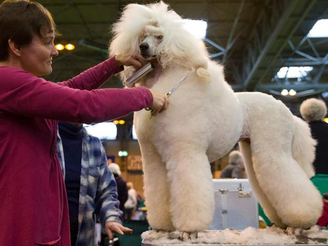 Crufts, touted as the world’s largest dog show  featuring unique dog events and competitions, is back again celebrating its 125th anniversary. We bring you the best of it and more.  (AFP) 