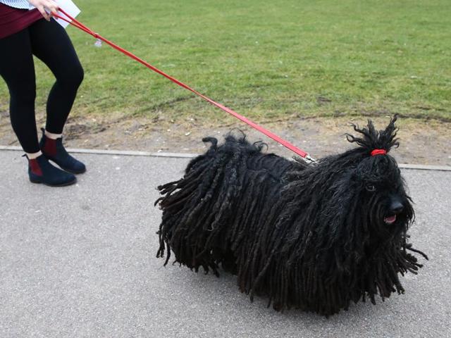 A Hungarian Puli on the first day of the competition on Thursday.  (AFP) 