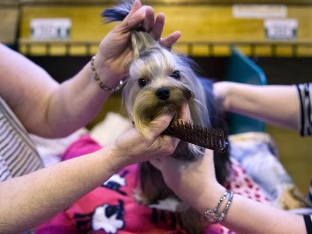 The contest also boasts of a dog activities ring and over 400 trade stands.  (AFP) 