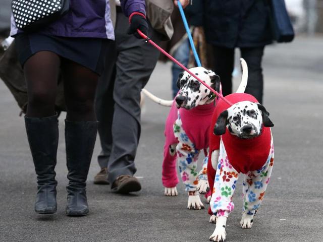 The participant dogs will compete in several events including breed-judging, and the obedience and agility championships. (AFP) 