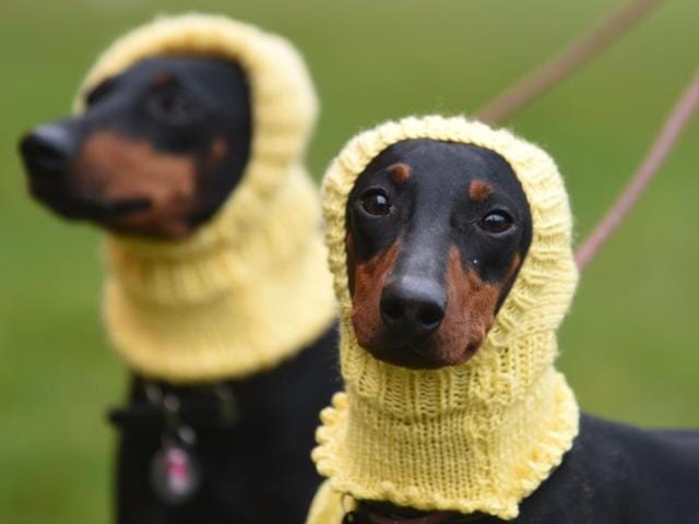 Two Manchester Terriers — Betty, left, and Mable, right — arrive on day one  to participate in the show which concludes on Sunday with the awarding of the supreme champion.  (AP) 