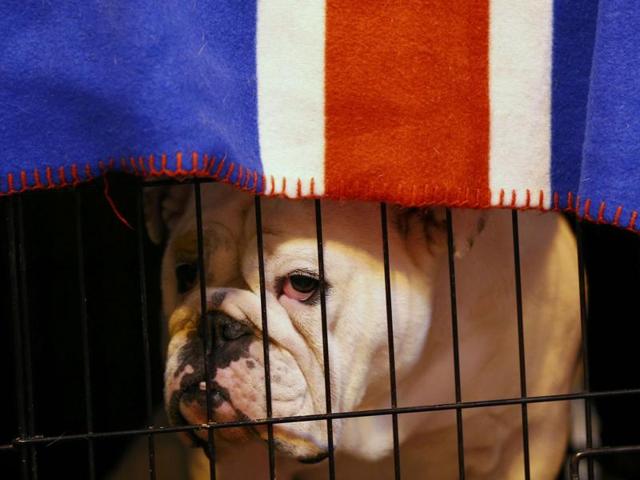 Another participant, a Bulldog, awaits its turn as it looks from its cage.  (REUTERS) 
