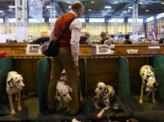 A man stands with his Dalmatians during the first day of the dog show.  (REUTERS) 