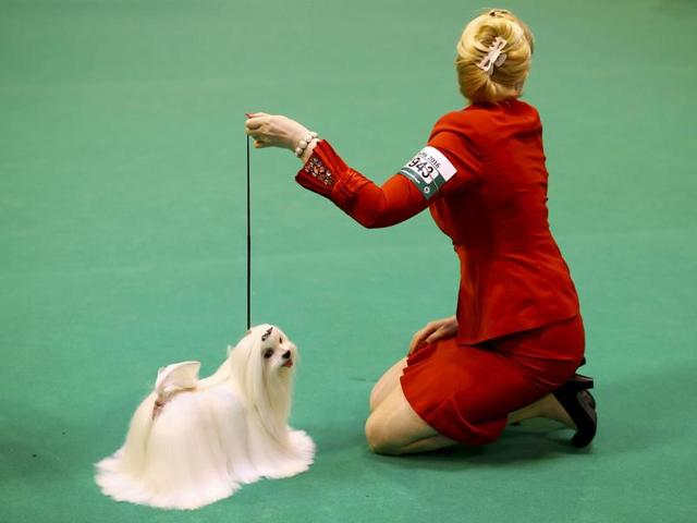 The first Cruft’s show was held at the Royal Agricultural Hall, Islington in 1891 with 2,437 entries and 36 breeds. (REUTERS) 