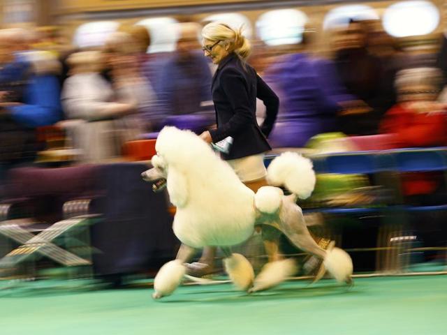 The event aims to celebrate every aspect of the role that dogs play in our lives. (REUTERS) 