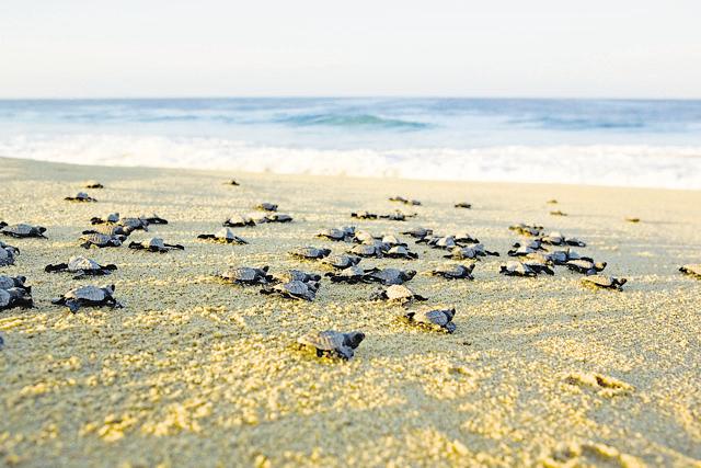 Between February and March, tourists flock Velas to see Olive Ridley turtle hatchlings. (MTDC)