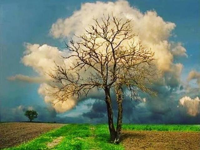 The tree maybe dead right now but the clouds will not let it think so. (tasagram) 