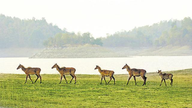 The park is made up of teak forests, meandering rivers and open grasslands. (MTDC)