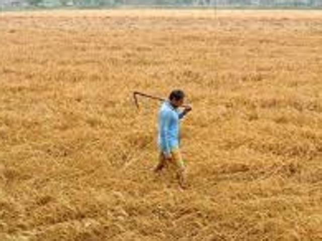 Punjab and Haryana last year had witnessed unseasonal rains and hailstorm in the month of March which led to damage to wheat crop in both states. (HT Photo) Punjab and Haryana last year had witnessed unseasonal rains and hailstorm in the month of March which led to damage to wheat crop in both states. (HT Photo)