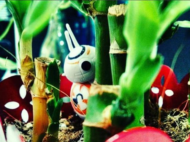 Who’s that? That’s BB8 in the woods, looking for Rey. Nope, it just a Star Wars BB8 toy in a bamboo desk plant. (Instagram/so.ummm.yeah) 