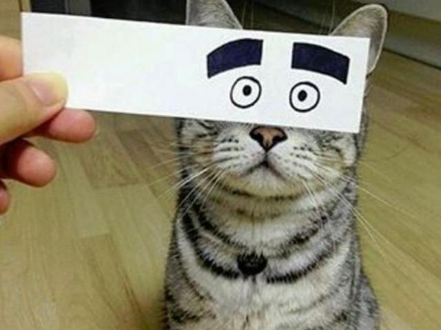 What is so alarming Mr Cat? (jupriyadi07) 