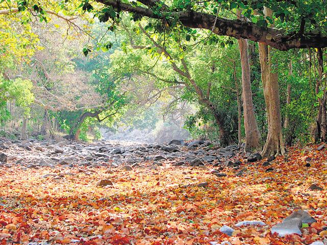 Chikhaldara offers great treks through the surrounding forests. (Chikhaldara.org)